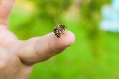 Ασύλληπτη τραγωδία στα Τρίκαλα: Νεκρός 32χρονος από τσίμπημα μέλισσας