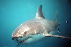 Εύβοια: Δείτε καρχαρία να αγγίζει φουσκωτό