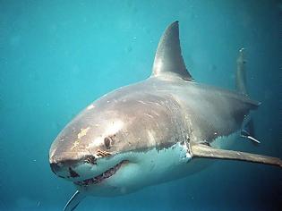 Φωτογραφία για Εύβοια: Δείτε καρχαρία να αγγίζει φουσκωτό
