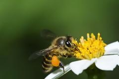 Τρίκαλα: 32χρονος πέθανε από αλλεργικό σοκ έπειτα από τσίμπημα μέλισσας