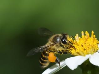 Φωτογραφία για Τρίκαλα: 32χρονος πέθανε από αλλεργικό σοκ έπειτα από τσίμπημα μέλισσας