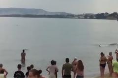 Δελφίνι εγκλωβίστηκε σε παραλία των Χανίων