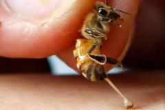 Σωφρονιστικός υπάλληλος πέθανε από το τσίμπημα μέλισσας