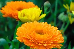 Καλέντουλα η φαρμακευτική (κατιφές ή νεκρολούλουδο), για δοθιήνες, έρπη, έλκη, μολύνσεις, μώλωπες, τραύματα, ακμή, πονόλαιμο, κιρσούς