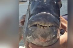 Φωτογραφία: Ψάρι με στόμα ανθρώπου στη Νότια Καρολίνα