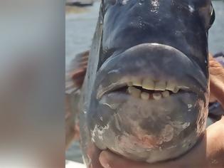 Φωτογραφία για Φωτογραφία: Ψάρι με στόμα ανθρώπου στη Νότια Καρολίνα