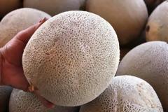 Απίστευτο: Δύο πεπόνια πουλήθηκαν για 29.300 δολάρια στην Ιαπωνία