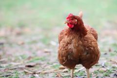 Η …ιστορία του κοτόπουλου που κοστίζει 40 ευρώ το κιλό!