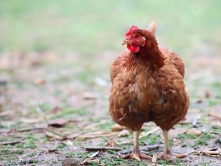 Φωτογραφία για Η …ιστορία του κοτόπουλου που κοστίζει 40 ευρώ το κιλό!