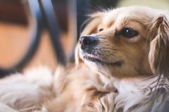 Πώς να κάνεις τον σκύλο σου ευτυχισμένο ακόμα κι όταν λείπεις από το σπίτι