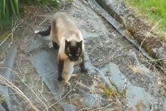 Δεν το΄χε η μοίρα του να ζήσει - Κουνέλι ξεφεύγει από γάτα και τελικά το αρπάζει.. [video]