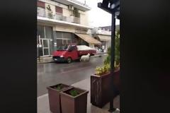 Μηχανιώνα: Απρόσμενος επισκέπτης μέρα μεσημέρι – Πρόβατο πήγε να τρακάρει με Ι.Χ.