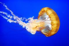 Τσίμπημα από τσούχτρα στην θάλασσα: Τι πρέπει να κάνετε