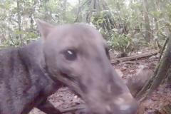 Σκύλος της ζούγκλας: Το πιο σπάνιο ζώο του κόσμου [video]