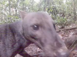 Φωτογραφία για Σκύλος της ζούγκλας: Το πιο σπάνιο ζώο του κόσμου [video]