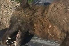 Μυστήριο με περίεργο πλάσμα στις ΗΠΑ: Αρκούδα, λύκος, σκύλος ή ο... Big Foot;