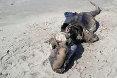 Μυστηριώδες πλάσμα ξεβράστηκε σε ακτή της Βρετανίας και προκαλεί δέος