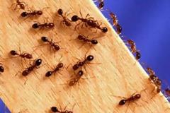 Έχετε μυρμήγκια στο σπίτι; Με αυτό το κόλπο δεν θα σας επισκεφτούν ποτέ ξανά