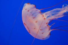 Προσοχή: Δείτε τι πρέπει να κάνετε αν σας τσιμπήσει τσούχτρα