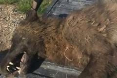 Κυνηγός σκότωσε περίεργο ζώο και κανείς δεν μπορεί να καταλάβει για ποιο είδος πρόκειται