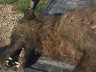 Φωτογραφία για Κυνηγός σκότωσε περίεργο ζώο και κανείς δεν μπορεί να καταλάβει για ποιο είδος πρόκειται