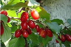 Κρανιά ή μαυροβεργιά. Κράνα μια ελληνική υπερτροφή, φάρμακο για καρδιά, διαβήτη, έντερο, διάρροια, πυρετό. Οι διαφορές με τα κράνμπερι