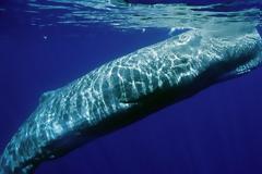 Guardian: Πώς τα κρουαζιερόπλοια απειλούν με εξαφάνιση τις τελευταίες φάλαινες στην Ελλάδα