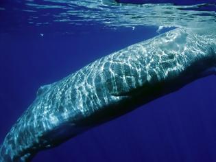 Φωτογραφία για Guardian: Πώς τα κρουαζιερόπλοια απειλούν με εξαφάνιση τις τελευταίες φάλαινες στην Ελλάδα