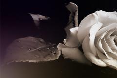 Αποχαιρετούν τη χειρούργο που έβαλε τέλος στη ζωή της