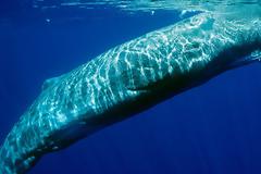 Τα κρουαζιερόπλοια σκοτώνουν τις τελευταίες φάλαινες της Ελλάδας...