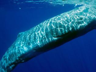 Φωτογραφία για Τα κρουαζιερόπλοια σκοτώνουν τις τελευταίες φάλαινες της Ελλάδας...