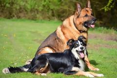 Γιατί γαβγίζει ο σκύλος μου;