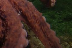 Τα χταπόδια εγκαταλείπουν το νερό και βγαίνουν στην ακτή περπατώντας στα πλοκάμια τους! [video]