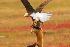 Αετός εναντίον αλεπούς - Ποιος κερδίζει;