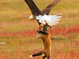 Φωτογραφία για Αετός εναντίον αλεπούς - Ποιος κερδίζει;