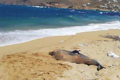 Και δεύτερο νεκρό δελφίνι «ξεβράστηκε» στη Μύκονο