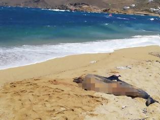 Φωτογραφία για Και δεύτερο νεκρό δελφίνι «ξεβράστηκε» στη Μύκονο