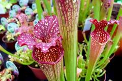 10 πανέμορφα αλλά… θανατηφόρα φυτά! [photos]