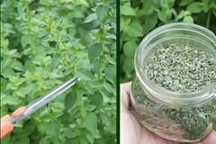 Τα μυστικά της καλλιέργειας της ρίγανης, που θα πρέπει να ξέρετε πριν φυτέψετε!