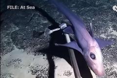 Βίντεο: Περίεργα πλάσματα στο βυθό της κινεζικής θάλασσας