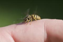 Τσίμπημα από σφήκα ή μέλισσα: Τα σωστά βήματα άμεσης ανακούφισης