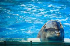 Πόσο «ευτυχισμένα» μπορεί να είναι τα δελφίνια σε αιχμαλωσία;