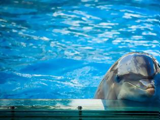Φωτογραφία για Πόσο «ευτυχισμένα» μπορεί να είναι τα δελφίνια σε αιχμαλωσία;