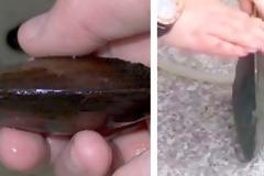 Άνοιξε ένα όστρακο ελπίζοντας να βρει Μαργαριτάρι. Αυτό που βρήκε όμως δεν το περίμενε με τίποτα!