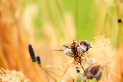 Μη στηρίζεσαι στο κλαδί, πίστεψε ότι έχεις τα φτερά για να πετάξεις