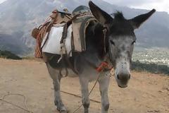 Εικόνες ντροπής στη Σαντορίνη: Δείτε πώς φόρτωσαν γάιδαρο - Στέκεται όρθιος με το ζόρι [video]