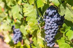 10 θεραπευτικές ιδιότητες των κόκκινων σταφυλιών για το σώμα, το μυαλό και το δέρμα