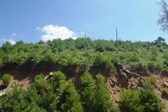 Αναδάσωση στη Β. Ελλάδα από τον TAP με 400.000 δένδρα και θάμνους