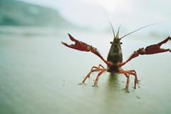 ΔΕΙΤΕ την πιο περίεργη και πιο όμορφη...καραβίδα του κόσμου [photos]
