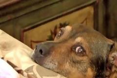 Κάτι του φάνηκε περίεργο με το μωρό του σπιτιού - Τότε πήδηξε στο κρεβάτι και του έσωσε του ζωή... [video]